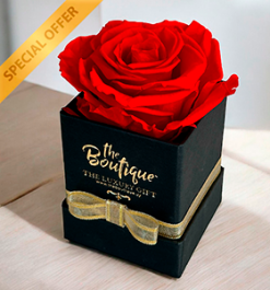   Box 1 Rosa Eterna Red