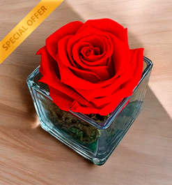   Box 1 Rosa Eterna Box Cristal