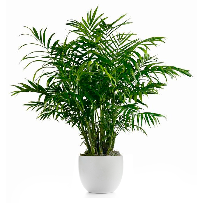 Planta Chamadorrea Palm grande