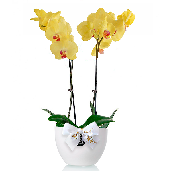 Orquidea Phalaenopsis Amarilla
