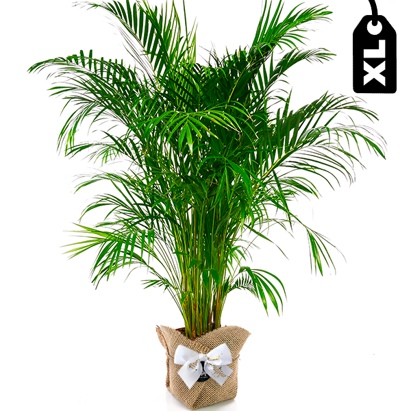 Planta Palmera Areca XL