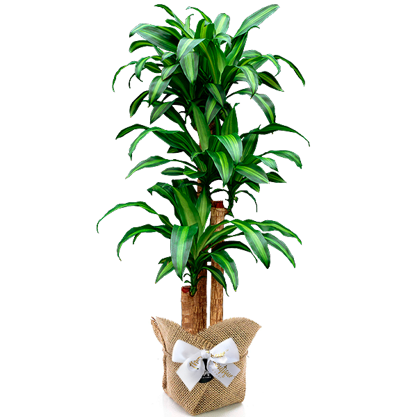 Planta Palo de agua mediano
