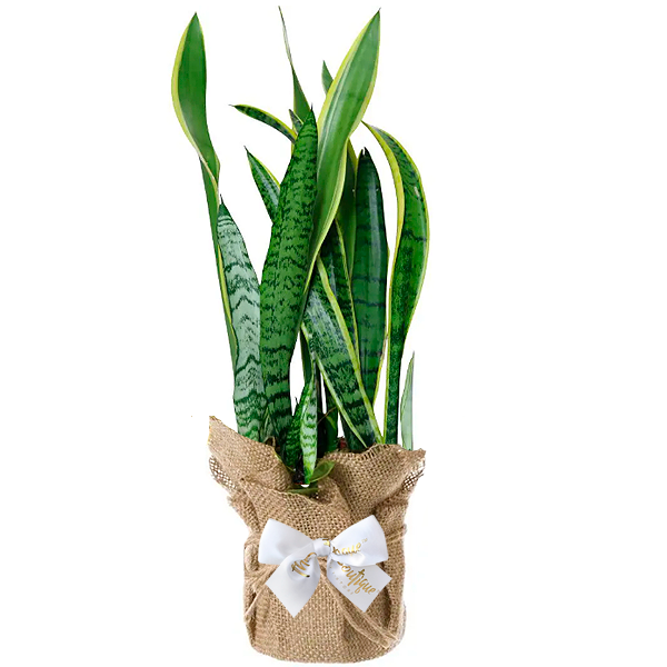 Planta Espada de San Jorge