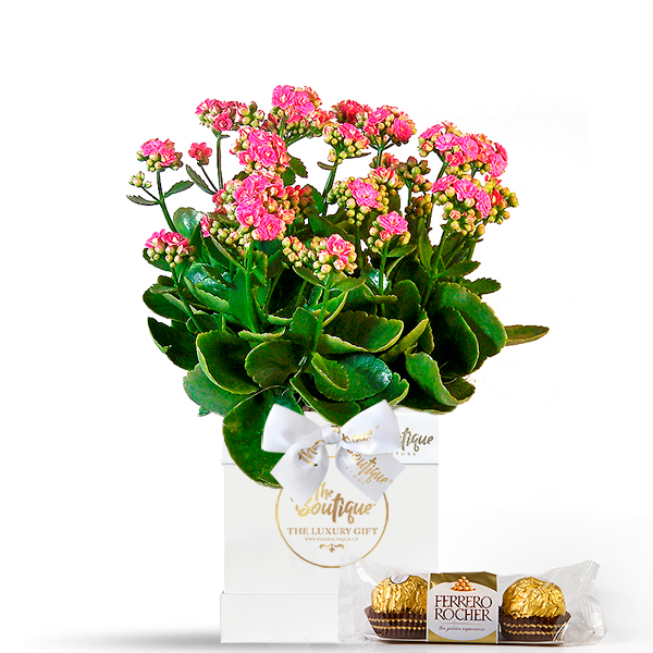Planta Kalanchoe Gift