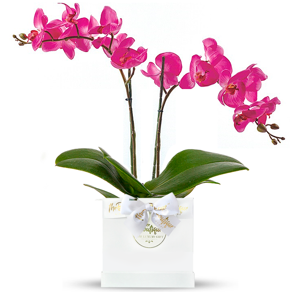 Planta Orquidea Phalaenopsis Mediana