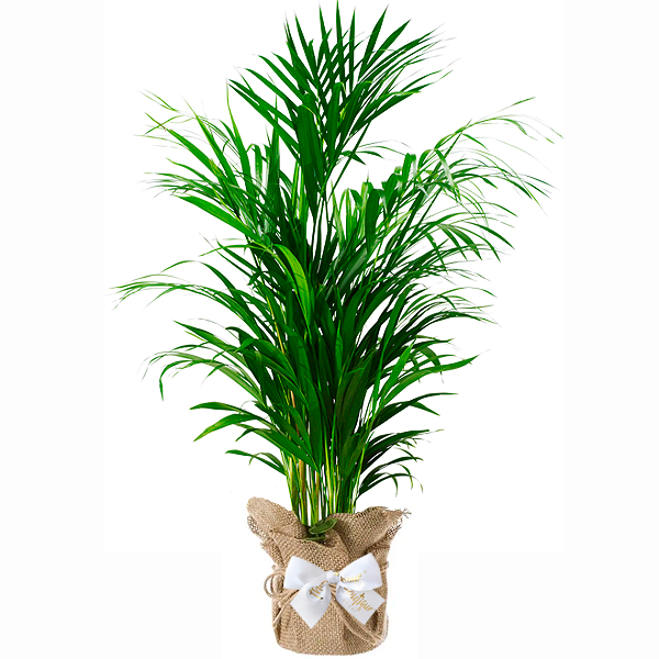 Planta Palmera Areca Bamb�