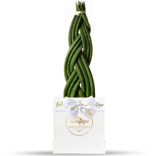 Planta Sansevieria Trenza