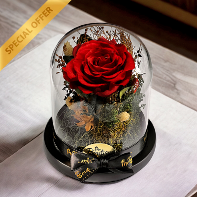   Cupula 1 Rosa Eterna Roja