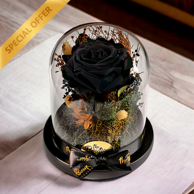   Cupula 1 Rosa Eterna Negra